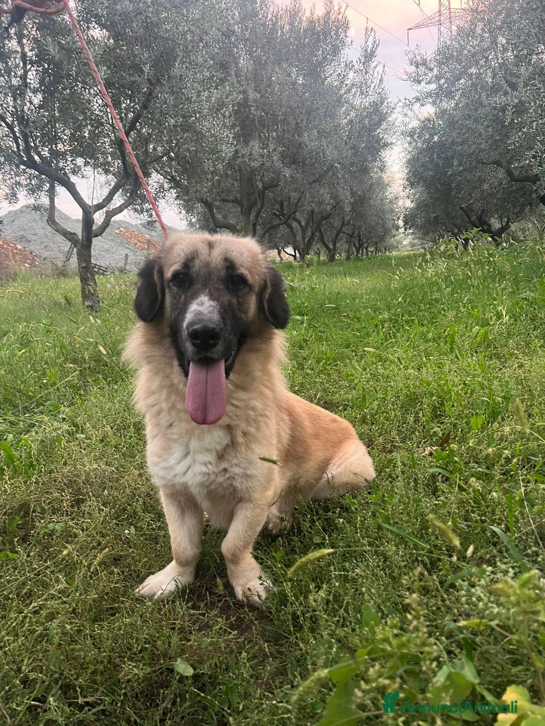 Meticcio cani in regalo: Ciaky zampe corte e cuore grande - Annuncio 12