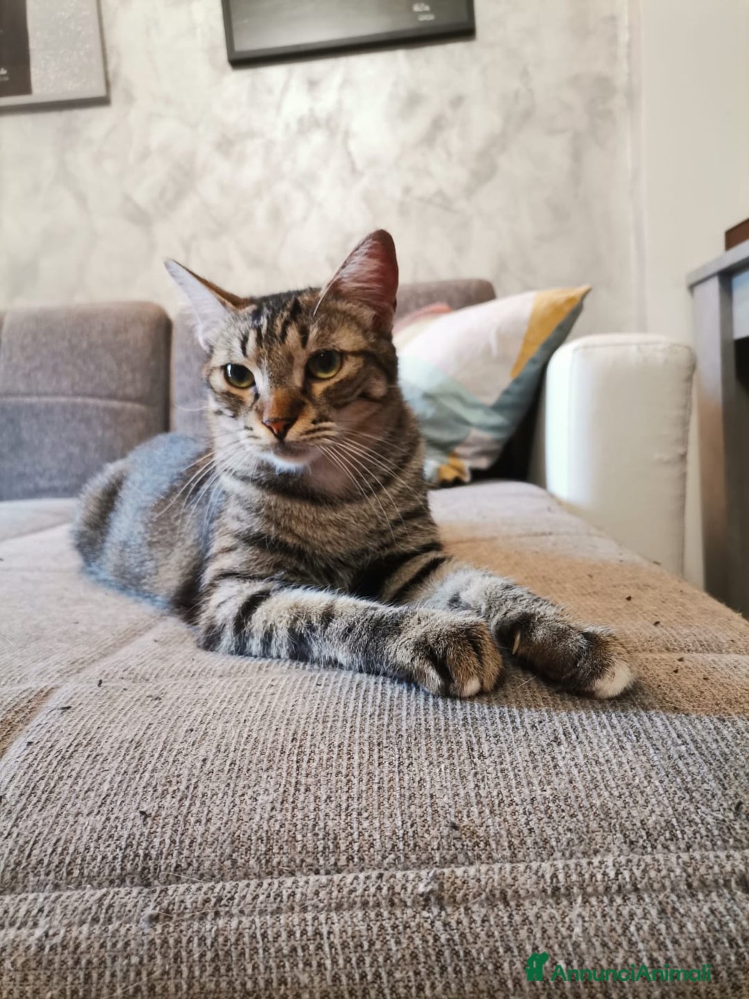 Europeo gatti in regalo: Gatti europei fratelli - Annuncio 19