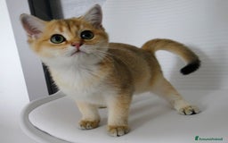 British gatti in vendita: BRITISH GOLDEN SHORTHAIR  - Immagine 6