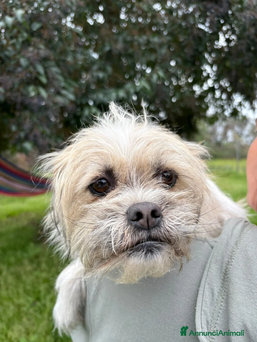 Meticcio cani in regalo: CAGNOLINA TG PICCOLA - Annuncio 3