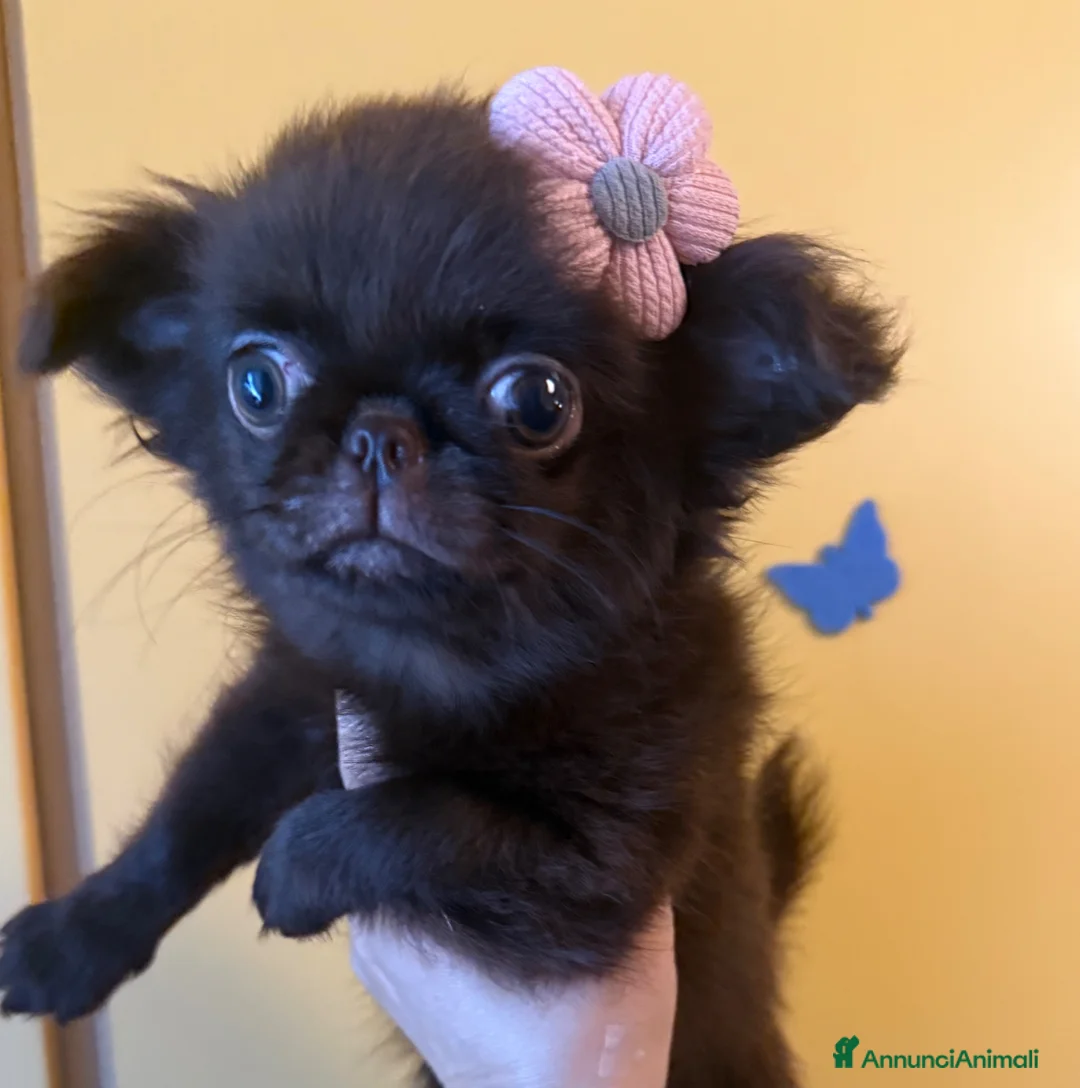 Chihuahua cani in vendita: Chihuahua mini - Annuncio 3