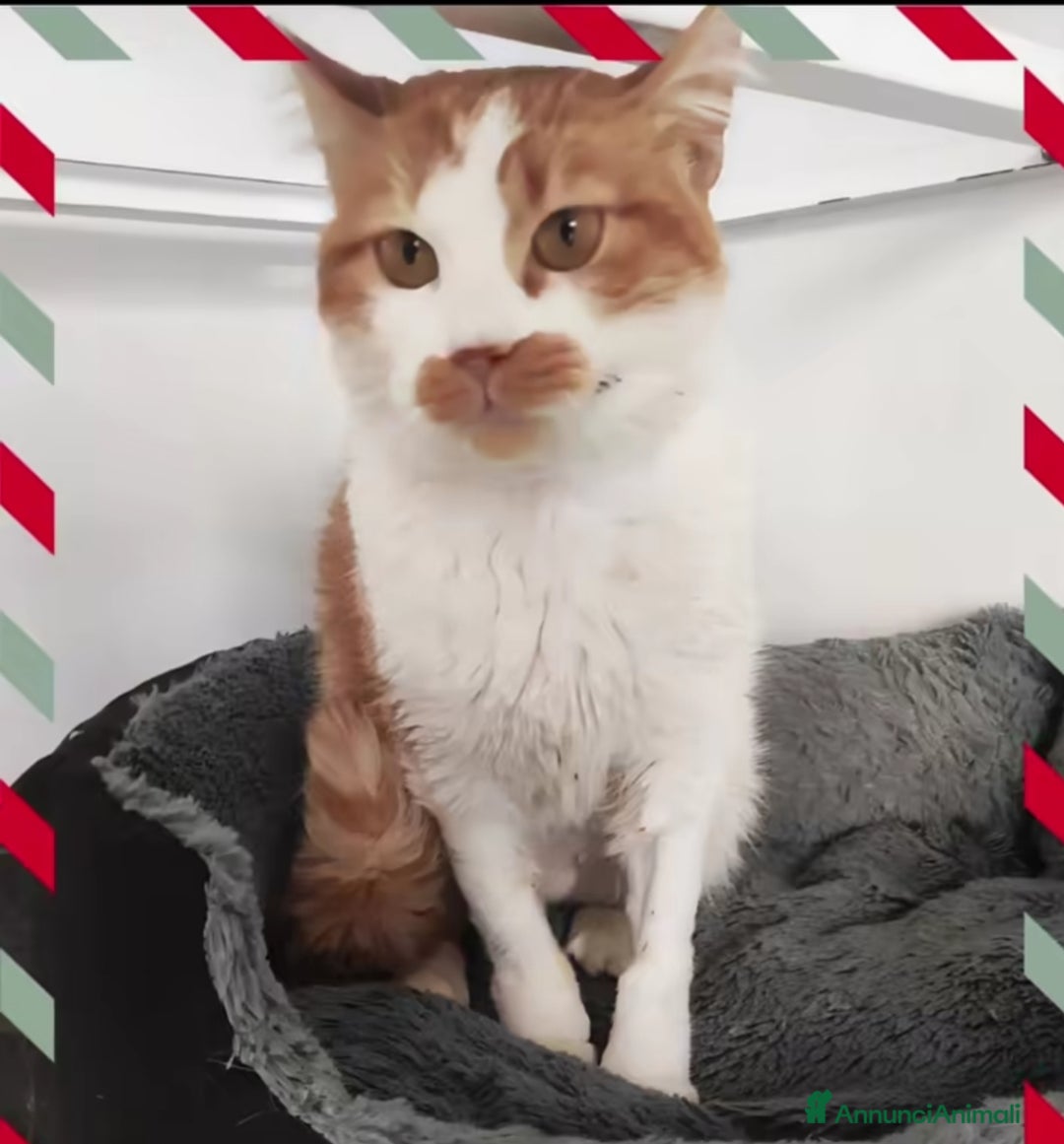 Europeo gatti in regalo: Una famiglia per Lea - Annuncio 3