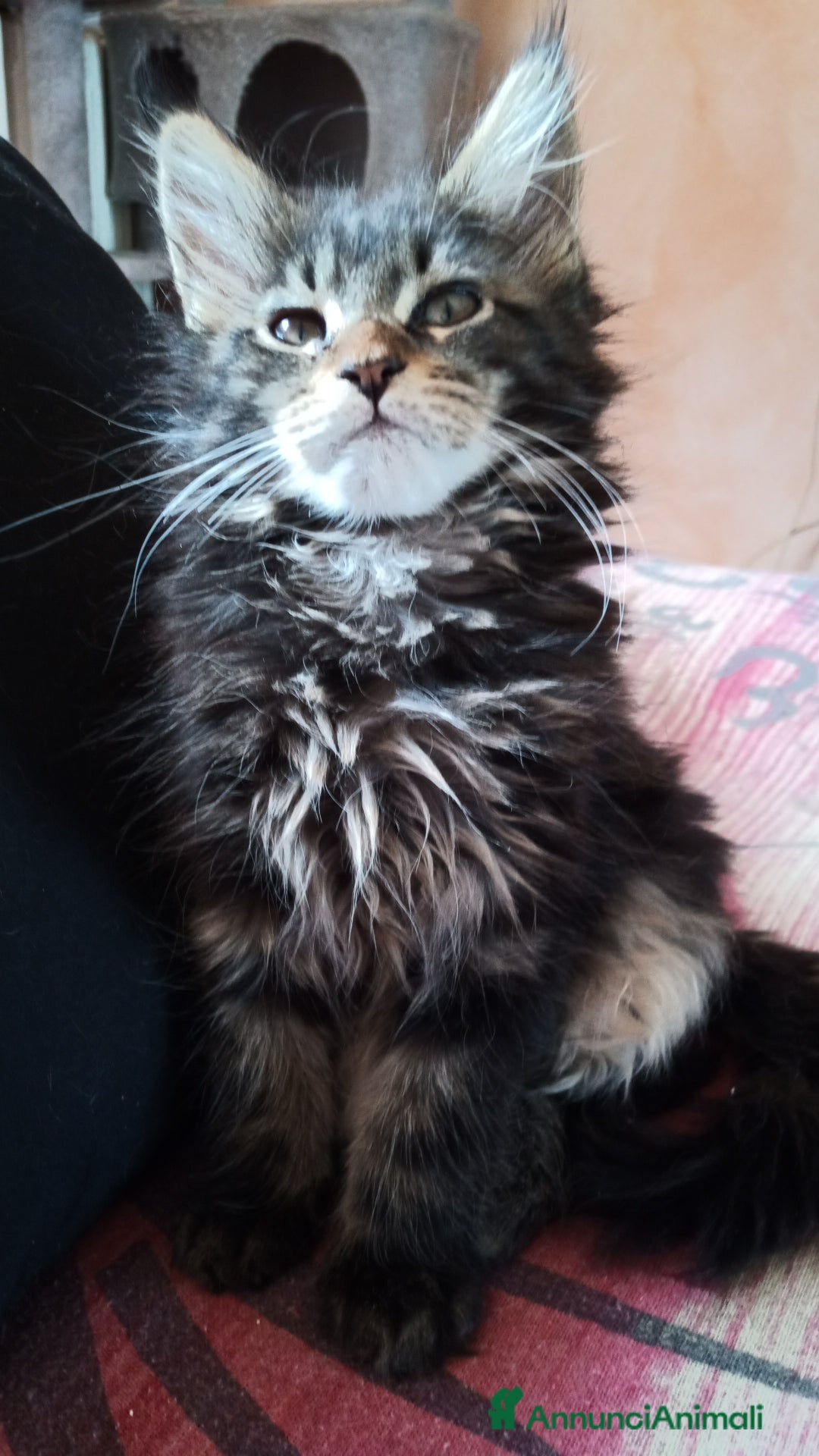 Maine Coon gatti in vendita: Maine coon  - Annuncio 1