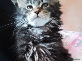 Maine Coon gatti Maine coon - Annuncio 17