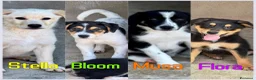 Meticcio cani in regalo: Baby  a Provincia di Verona - Annuncio 2