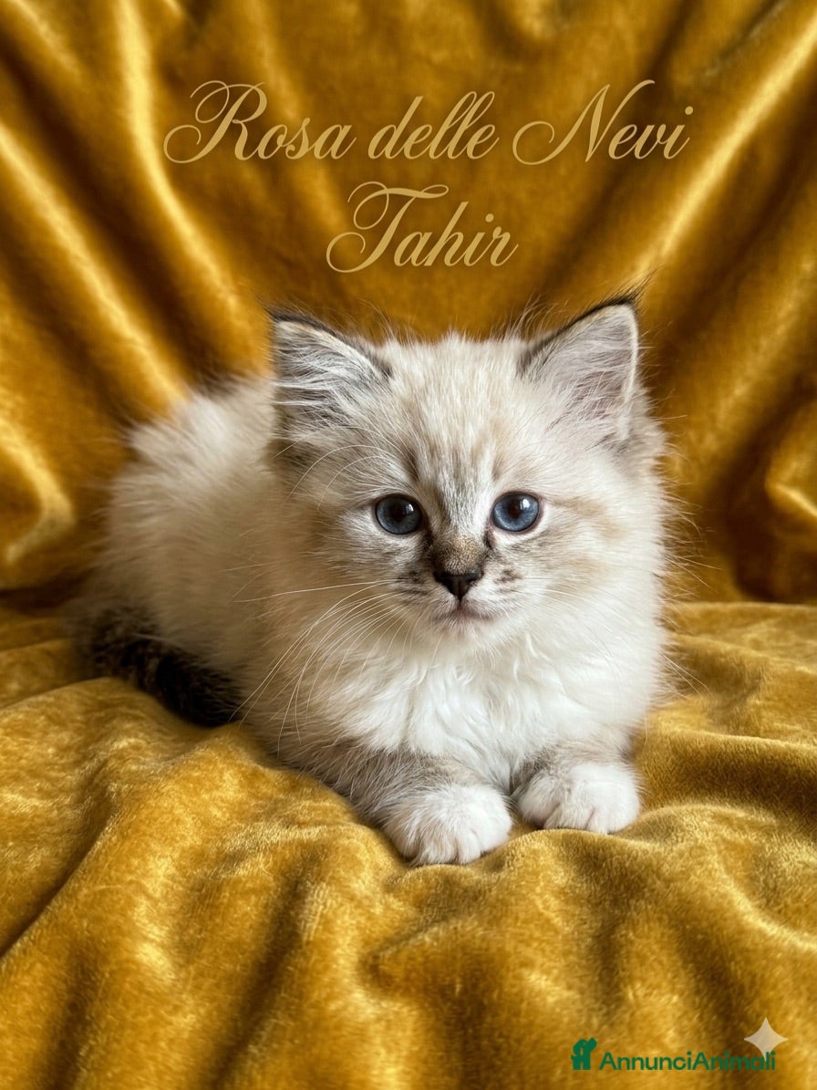 Ragdoll gatti Ragdoll - Annuncio 5