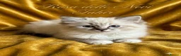 Ragdoll gatti in vendita: Ragdoll - Annuncio 1