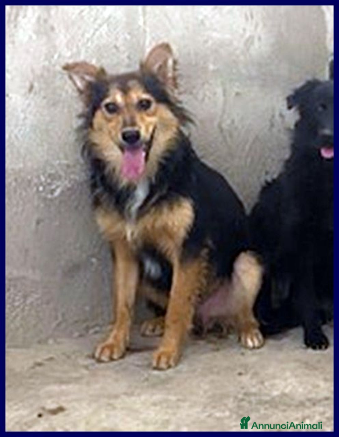 Meticcio cani in regalo: DANUBIO lupacchiotto timidone - Annuncio 2