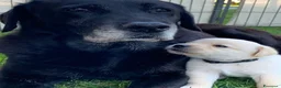 Labrador cani in vendita: Ultimo maschietto giallo di labrador retriever  a Provincia di Novara - Annuncio 3