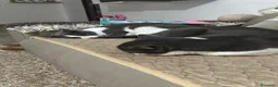 Meticcio gatti in regalo: Gatti a Provincia di Cremona - Annuncio 1