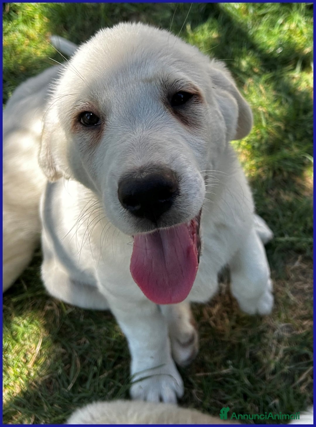 Pastore Maremmano cani in regalo: BBQ, CUCCIOLA 2 MESI MIX MAREMMANA, DOLCE NUVOLETT - Annuncio 7