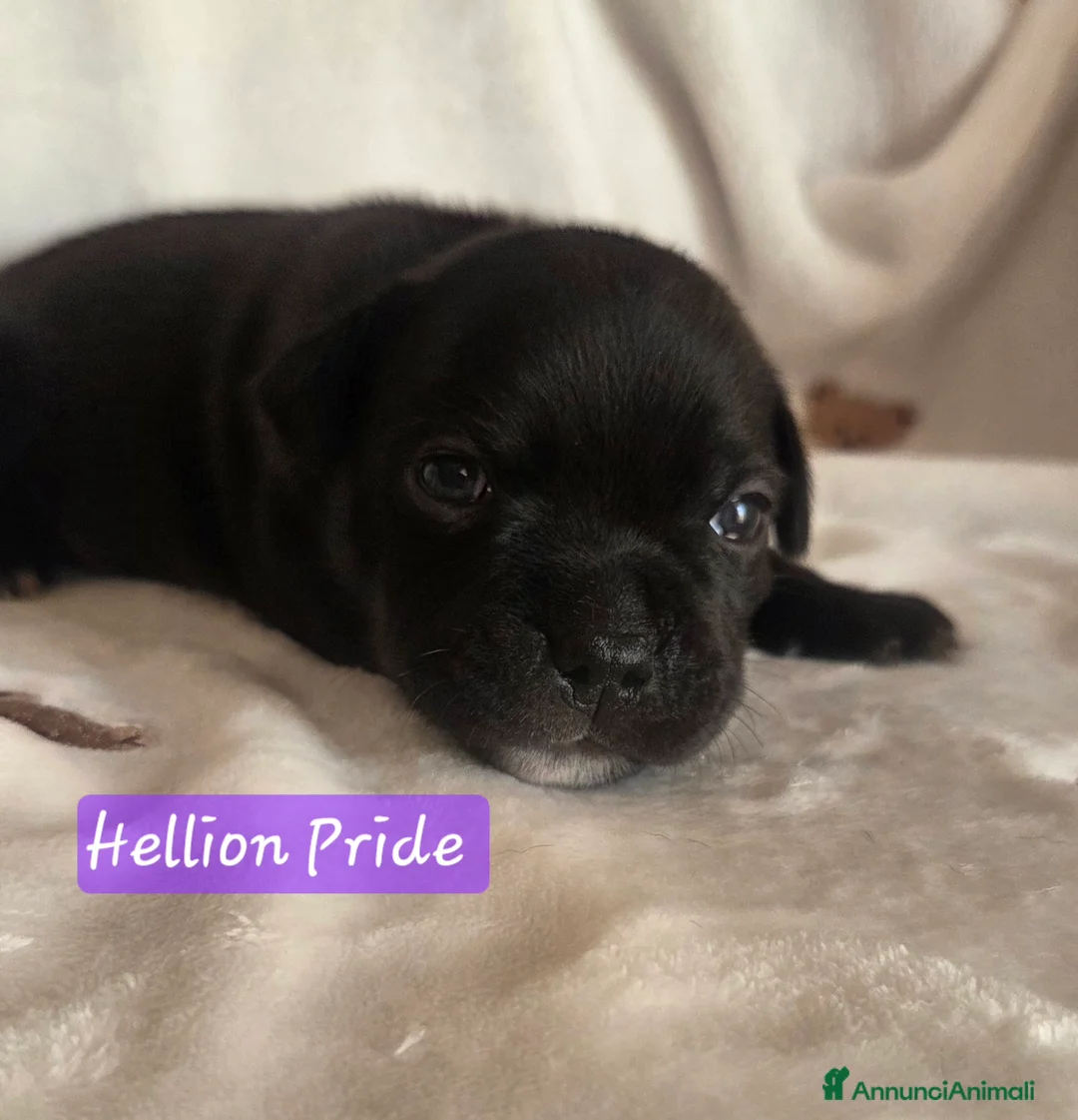 Staffordshire cani in vendita: Staffordshire bull terrier cuccioli  - Annuncio 7