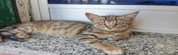 Meticcio gatti in regalo: Gattini - Annuncio 3