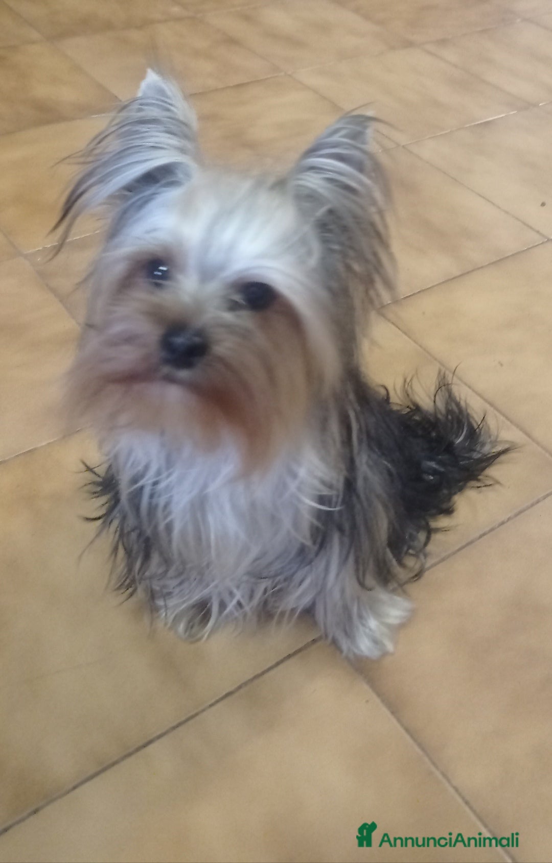 Yorkshire cani per accoppiamento: Cerco compagna  - Annuncio 2