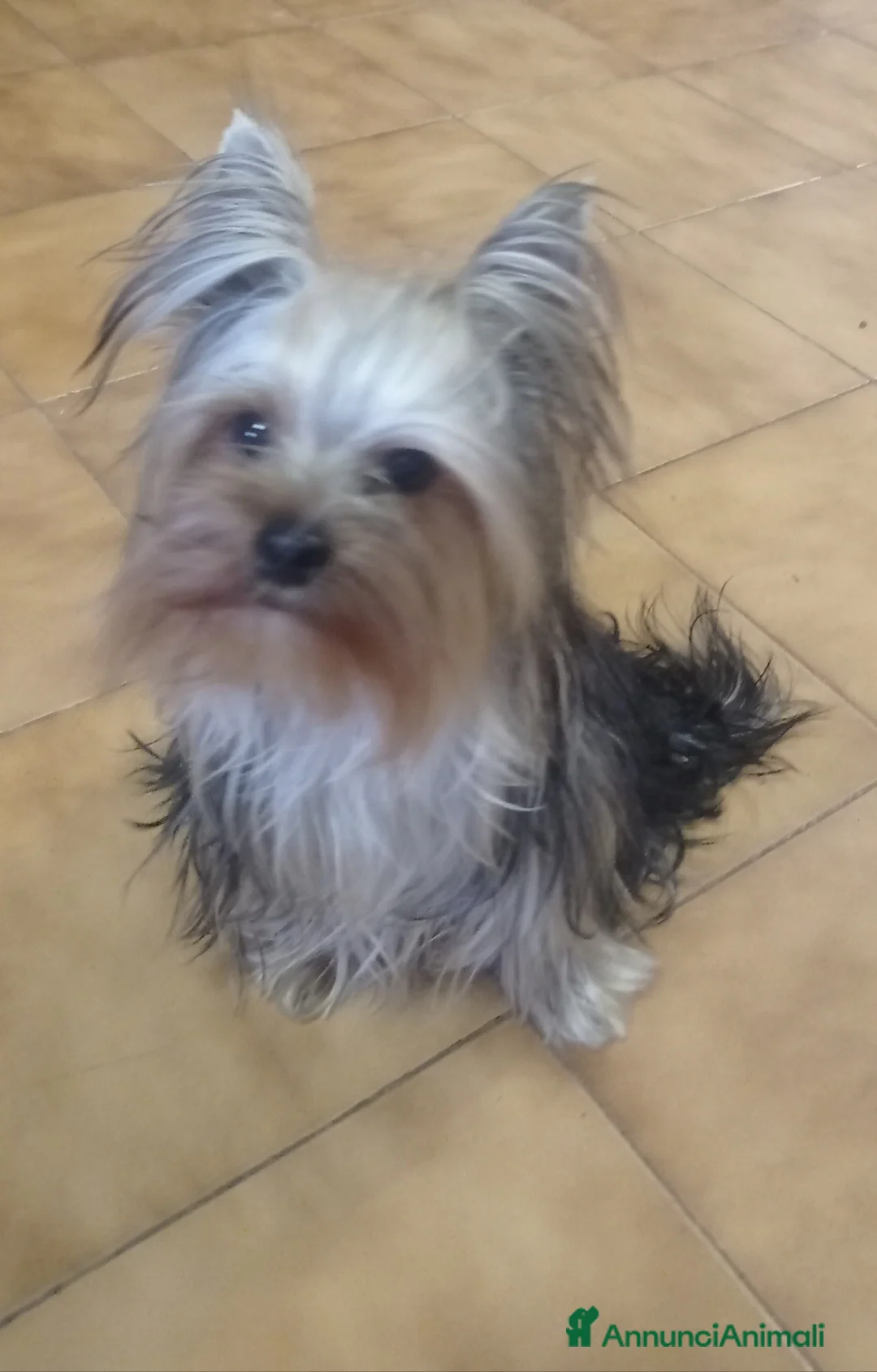 Yorkshire cani per accoppiamento: Cerco compagna  - Annuncio 2