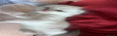Siberiano Gattino 4
