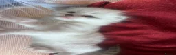 Siberiano gatti in vendita: Si prenotano cuccioli di siberiano con pedigree - Annuncio 10