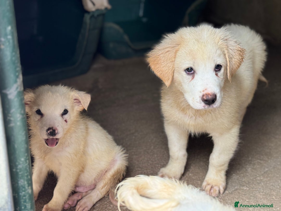 Pastore Maremmano cani in regalo: Orsù cucciolo taglia grande cerca casa  - Annuncio 3