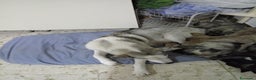 Husky cani in regalo: Mamma siberiana huski e le sue cucciole - Annuncio 4