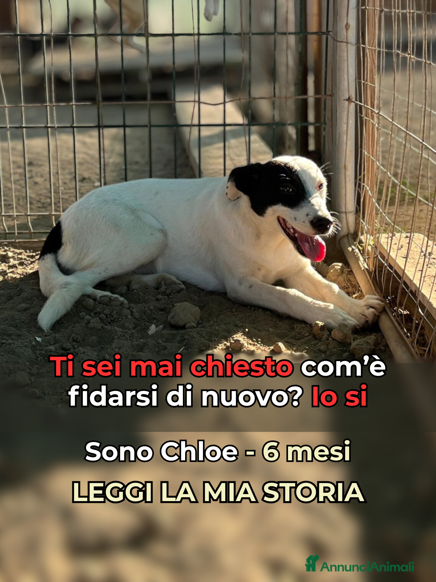 Altre razze cani Chloe - 6 mesi - Dolce e Affettuosa - Annuncio 32
