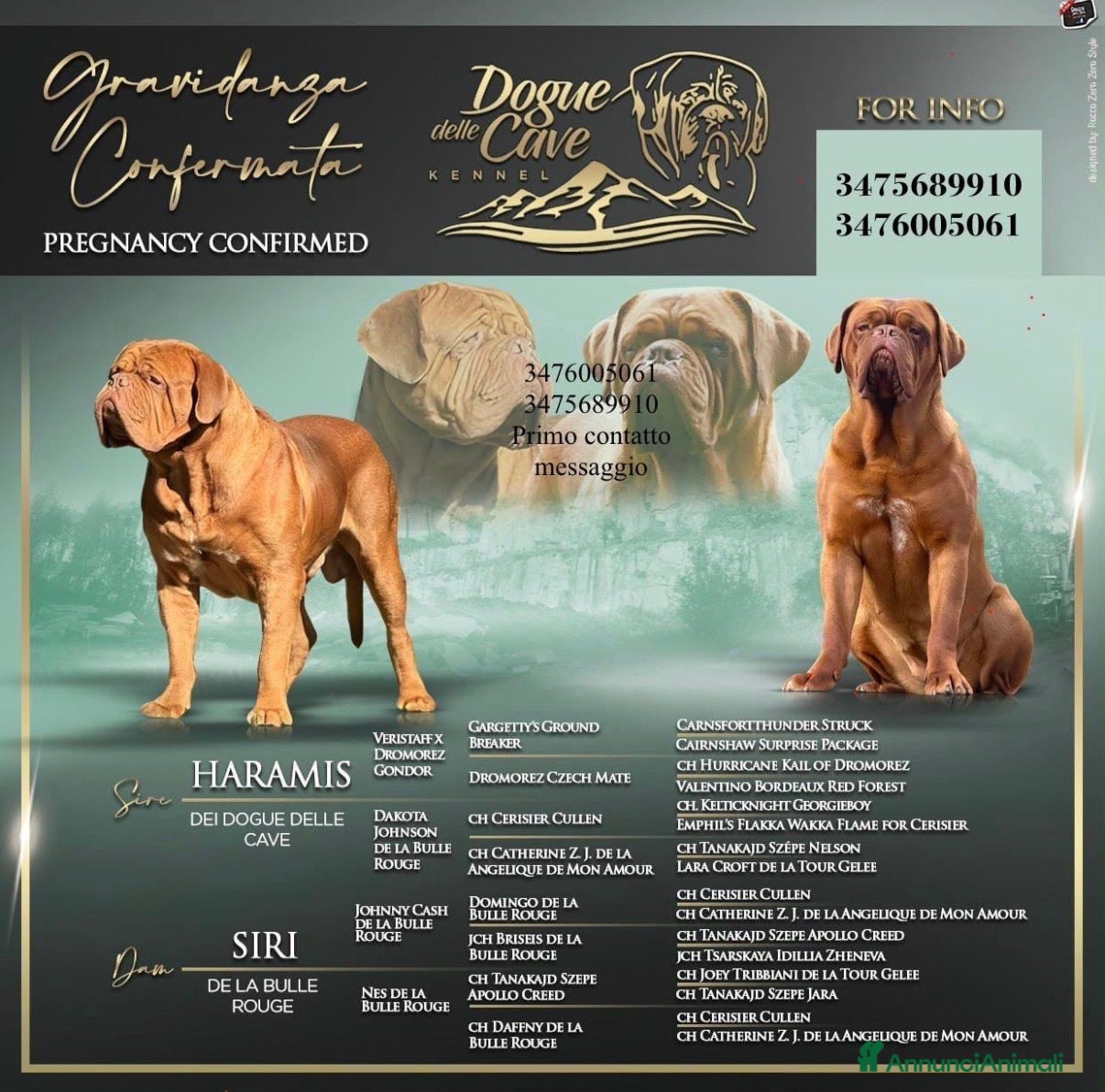 Dogue de Bordeaux cani Dogue de Bordeaux CUCCIOLATA STRAORDINARIA  - Annuncio 2
