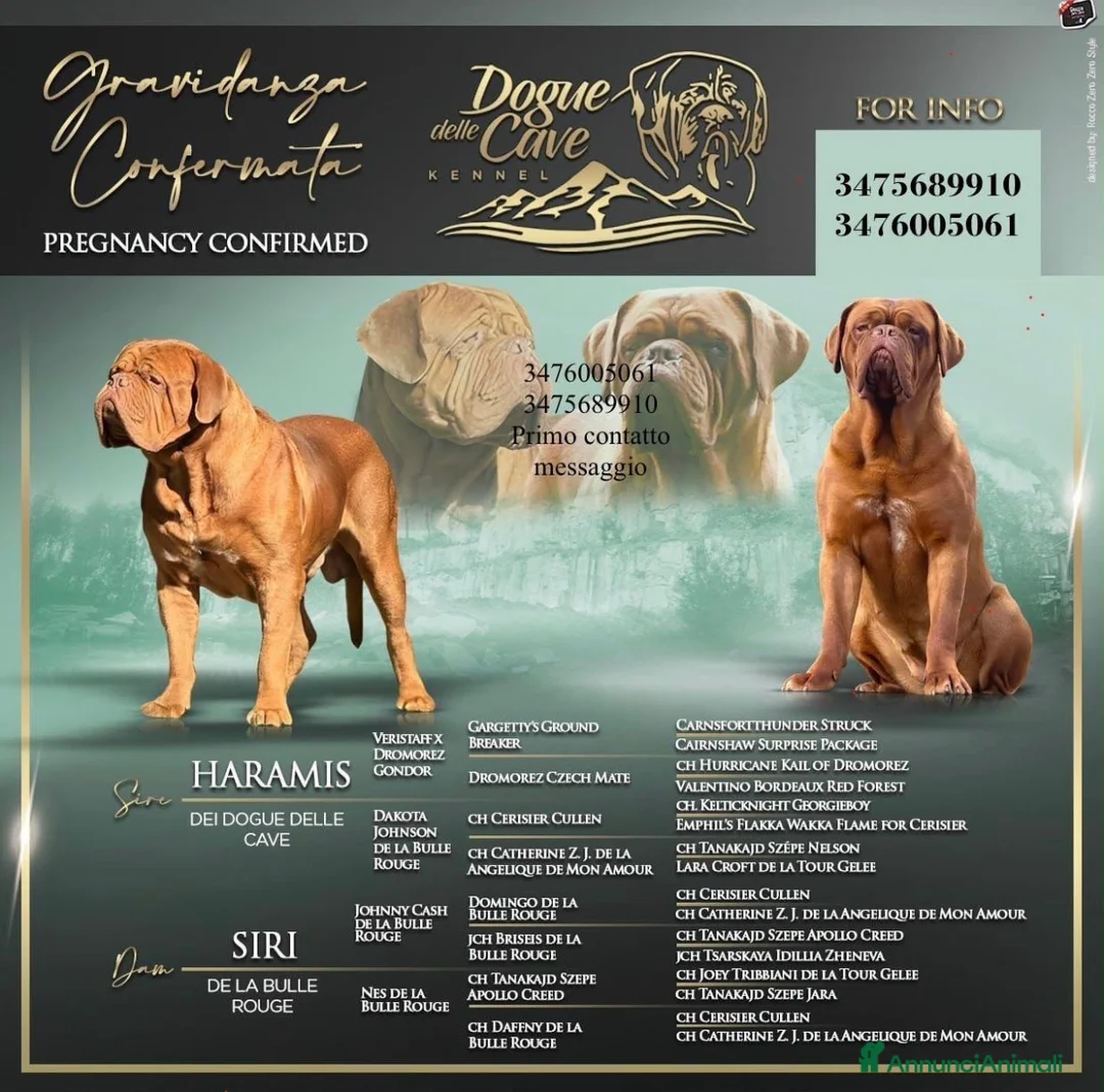 Dogue de Bordeaux cani in vendita: Dogue de Bordeaux CUCCIOLATA STRAORDINARIA  - Annuncio 2