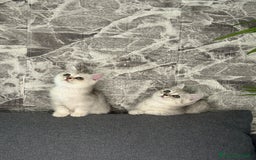 British gatti in vendita: Fantastici Gattine British-Scottish a Città Metropolitana di Firenze - Immagine 1