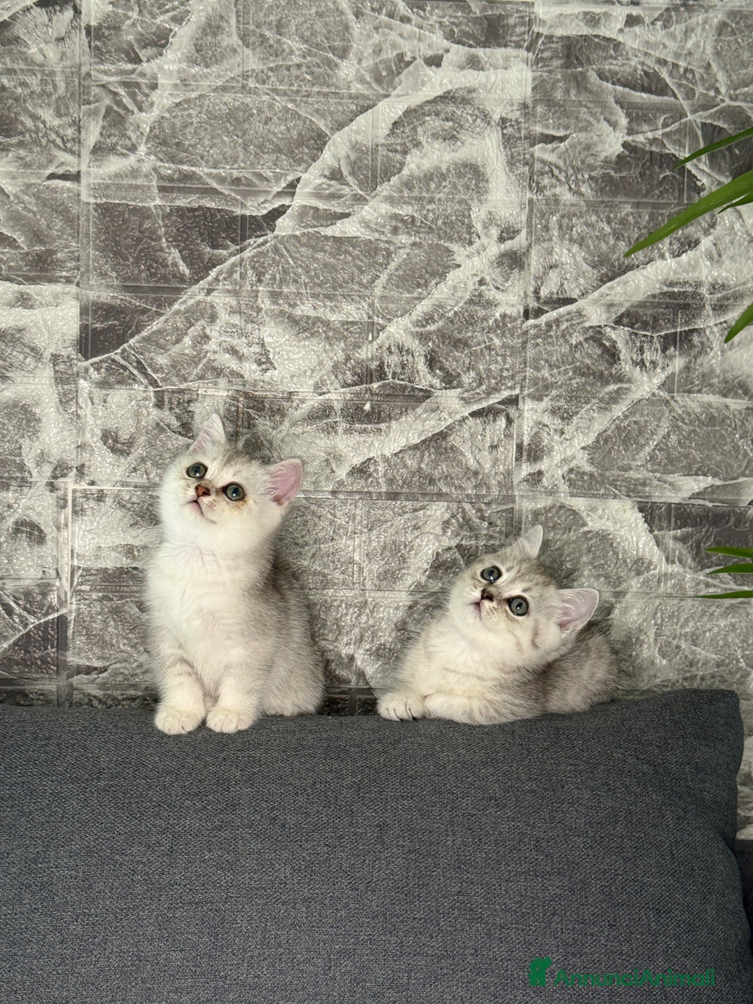 British gatti in vendita: Fantastici Gattine British-Scottish a Città Metropolitana di Firenze - Immagine 1