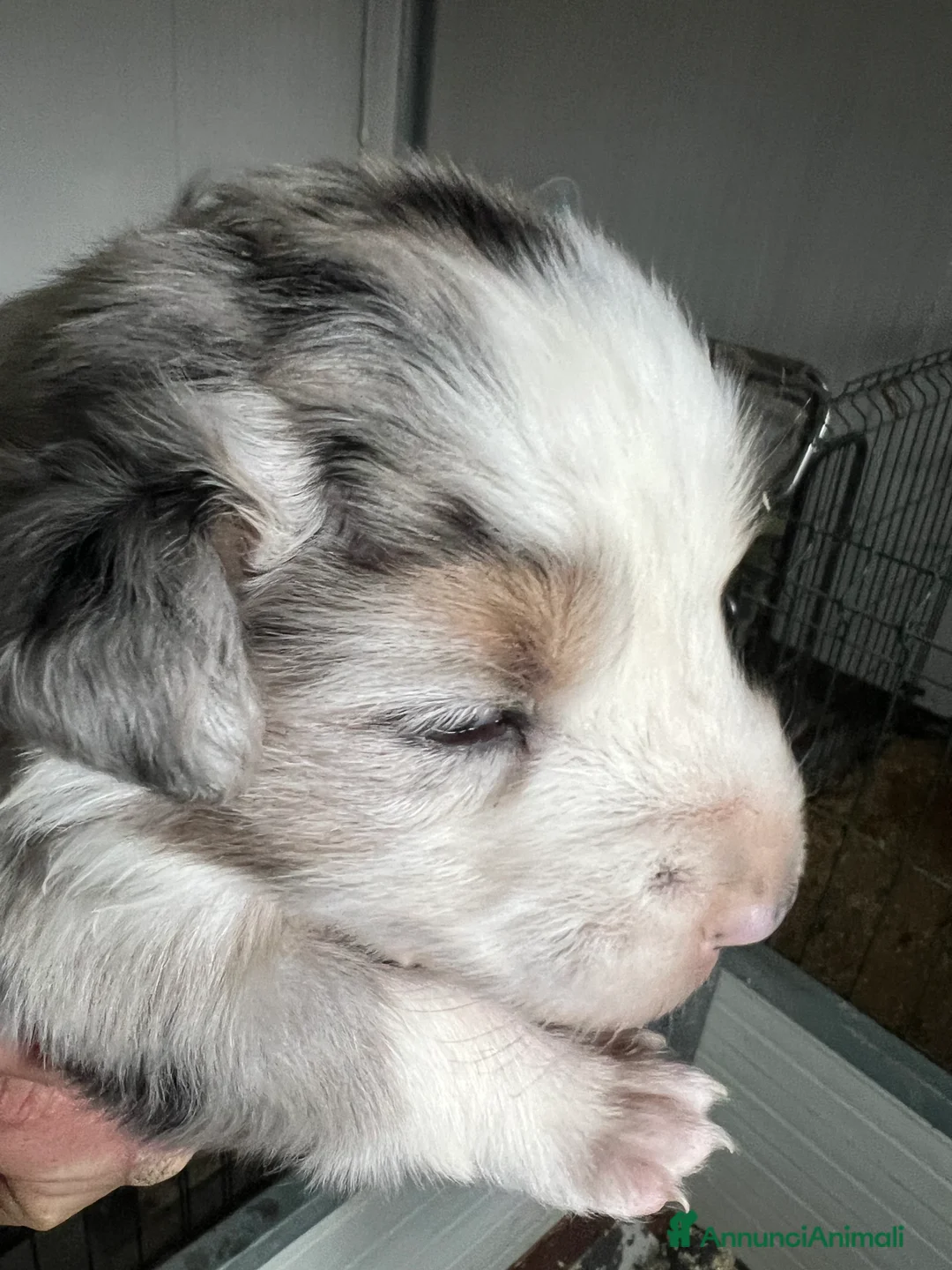 Australian Shepherd cani in vendita: Pastore australiano allevamento ENCI  - Annuncio 3