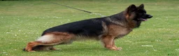 Pastore Tedesco cani in vendita: Allevamento di Terra Scura a Provincia di Salerno - Annuncio 39