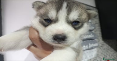 Husky cani a Provincia autonoma di Trento - Annuncio 3