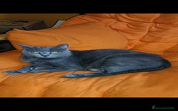 Certosino gatti in vendita: Cuccioli di CERTOSINO PURISSIMI a Metropolitan City of Milan - Immagine 17