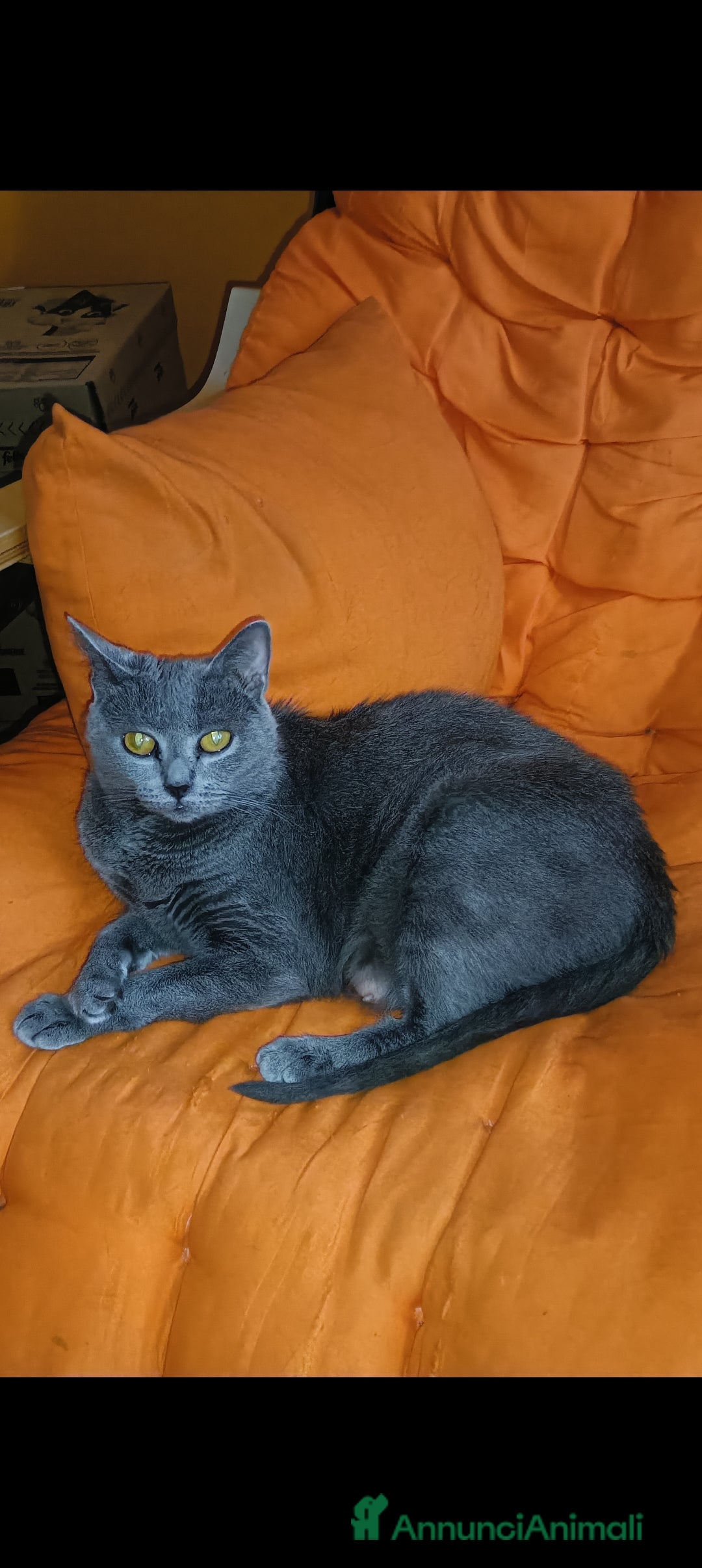 Certosino gatti in vendita: Cuccioli di CERTOSINO PURISSIMI a Metropolitan City of Milan - Immagine 17