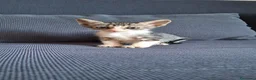 Europeo gatti in regalo: Cosmo micino in miniatura cerca casa - Annuncio 4