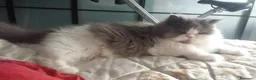 Persiano gatti in vendita: Cucciolo Maschio di Persiano - Annuncio 1