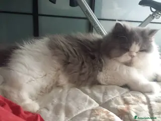 Persiano gatti Cucciolo Maschio di Persiano - Annuncio 12