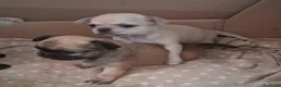 Chihuahua cani in vendita: Chihuahua maschi - Annuncio 1