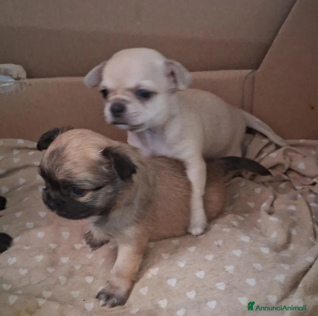 Chihuahua cani in vendita: Chihuahua maschi - Annuncio 1