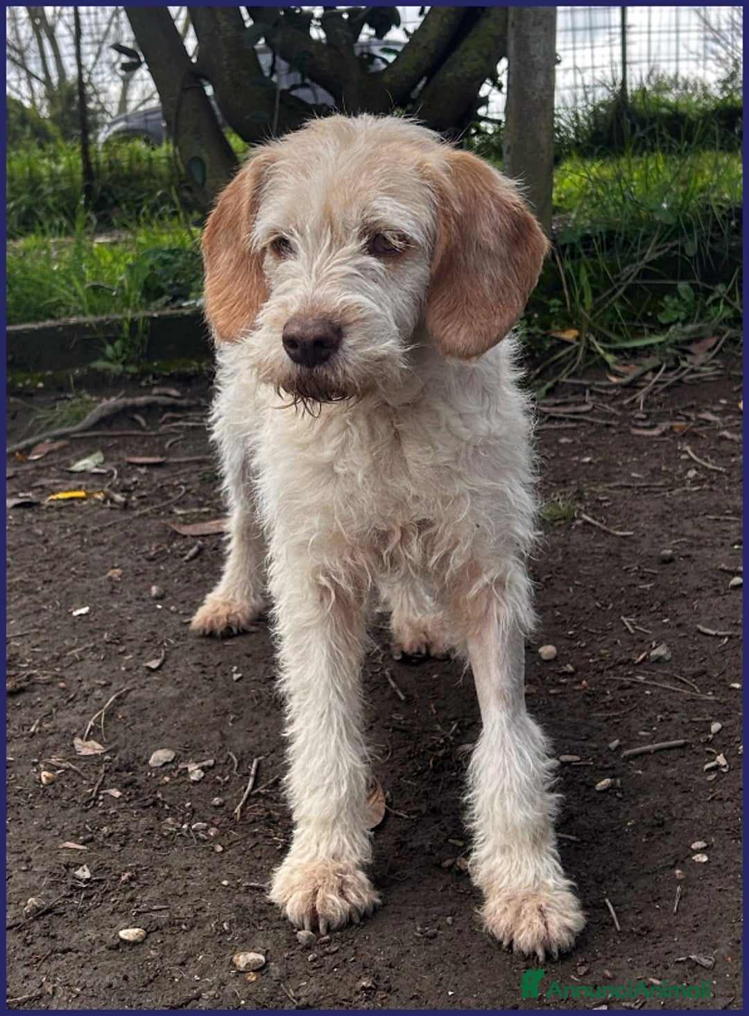Spinone cani in regalo: SPIGA, TENERA SPINONCINA 3 ANNI, E' TIMOROSA MA PR a Città metropolitana di Milano - Annuncio 4