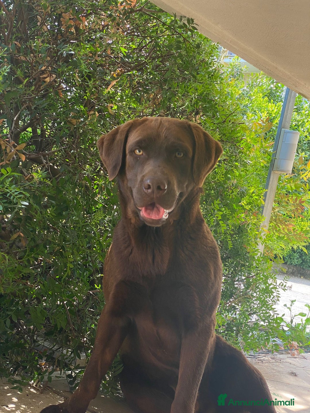 Labrador cani per accoppiamento: Kinder - Annuncio 5