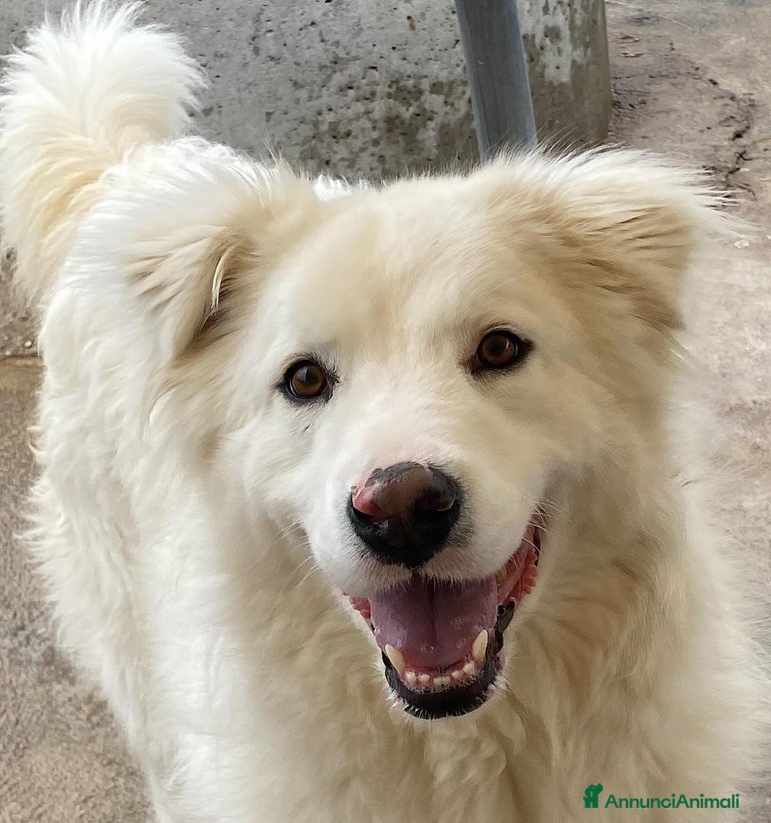 Meticcio cani in regalo: NEVE bellissima cagnolina 3 anni cerca adozione - Annuncio 5