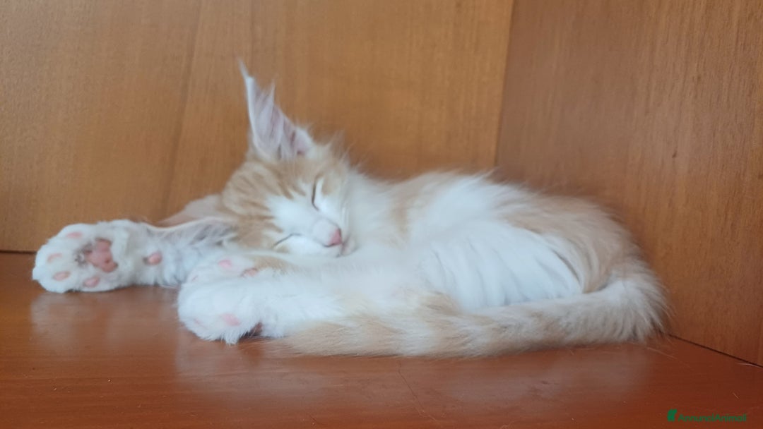 Norvegese gatti in vendita: Gatti delle foreste norvegesi  a Provincia di Vicenza - Immagine 4