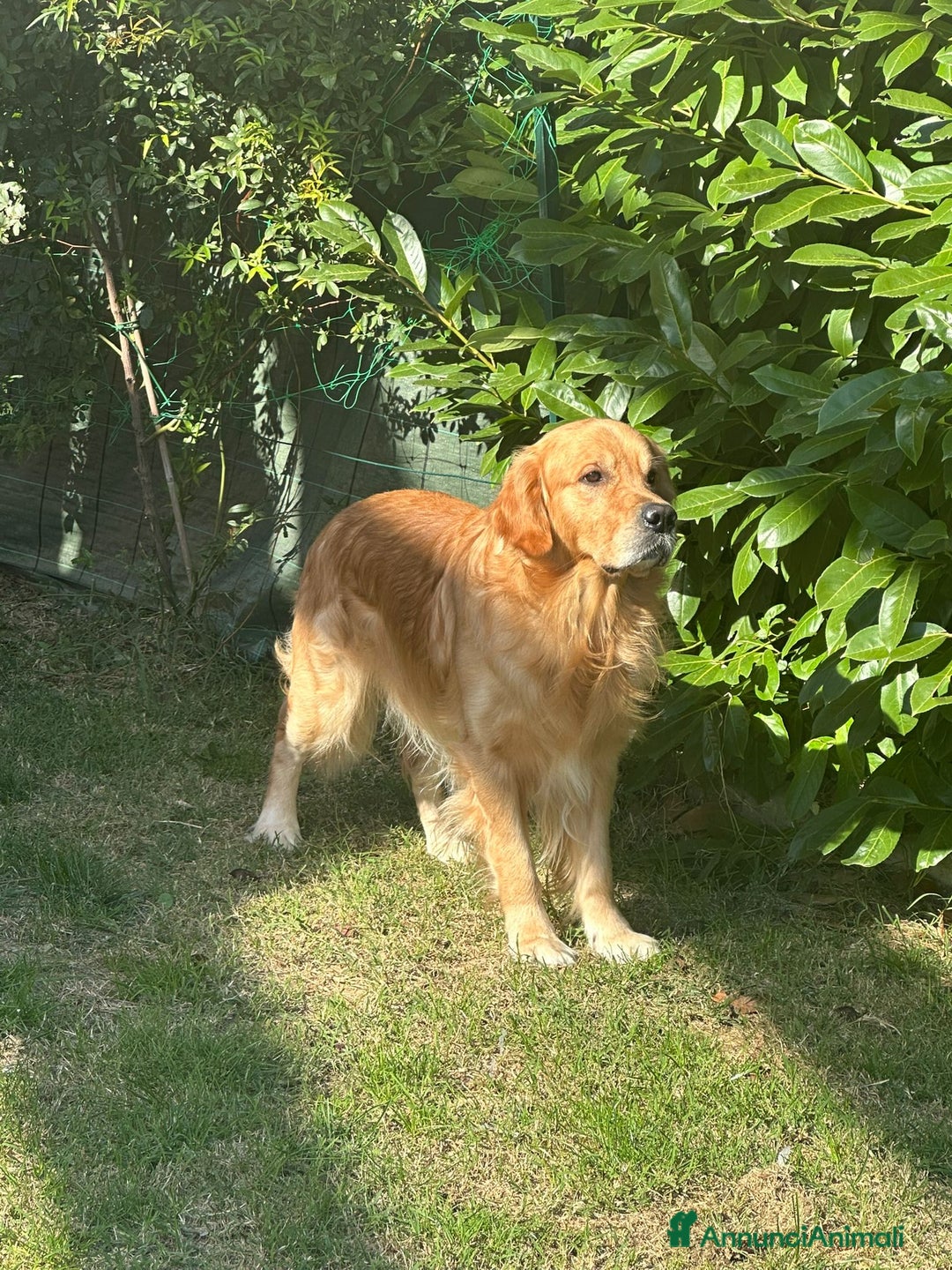Golden Retriever cani per accoppiamento: Cerco fidanzata - Annuncio 4