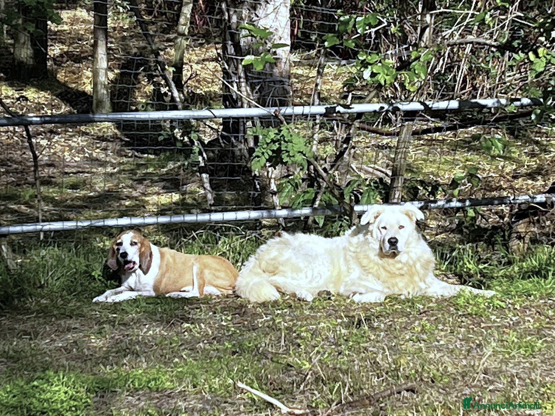 Pastore Maremmano cani in regalo: ZACK giovane PMA unico! - Annuncio 10