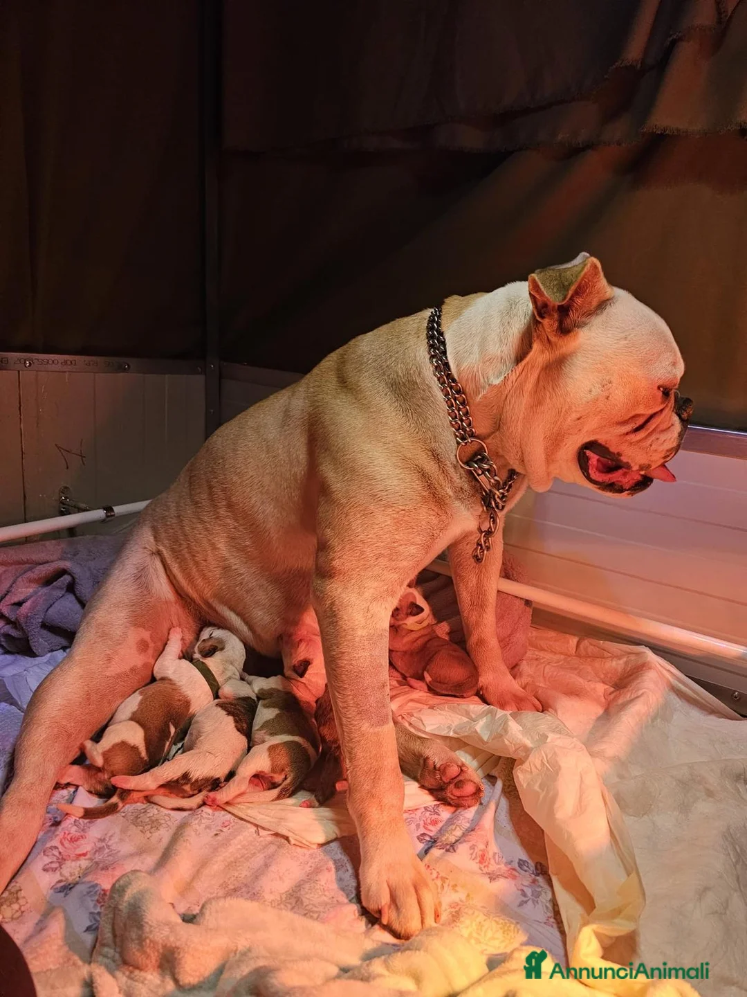 Bulldog cani in vendita: American Bulldog cuccioli - Annuncio 2