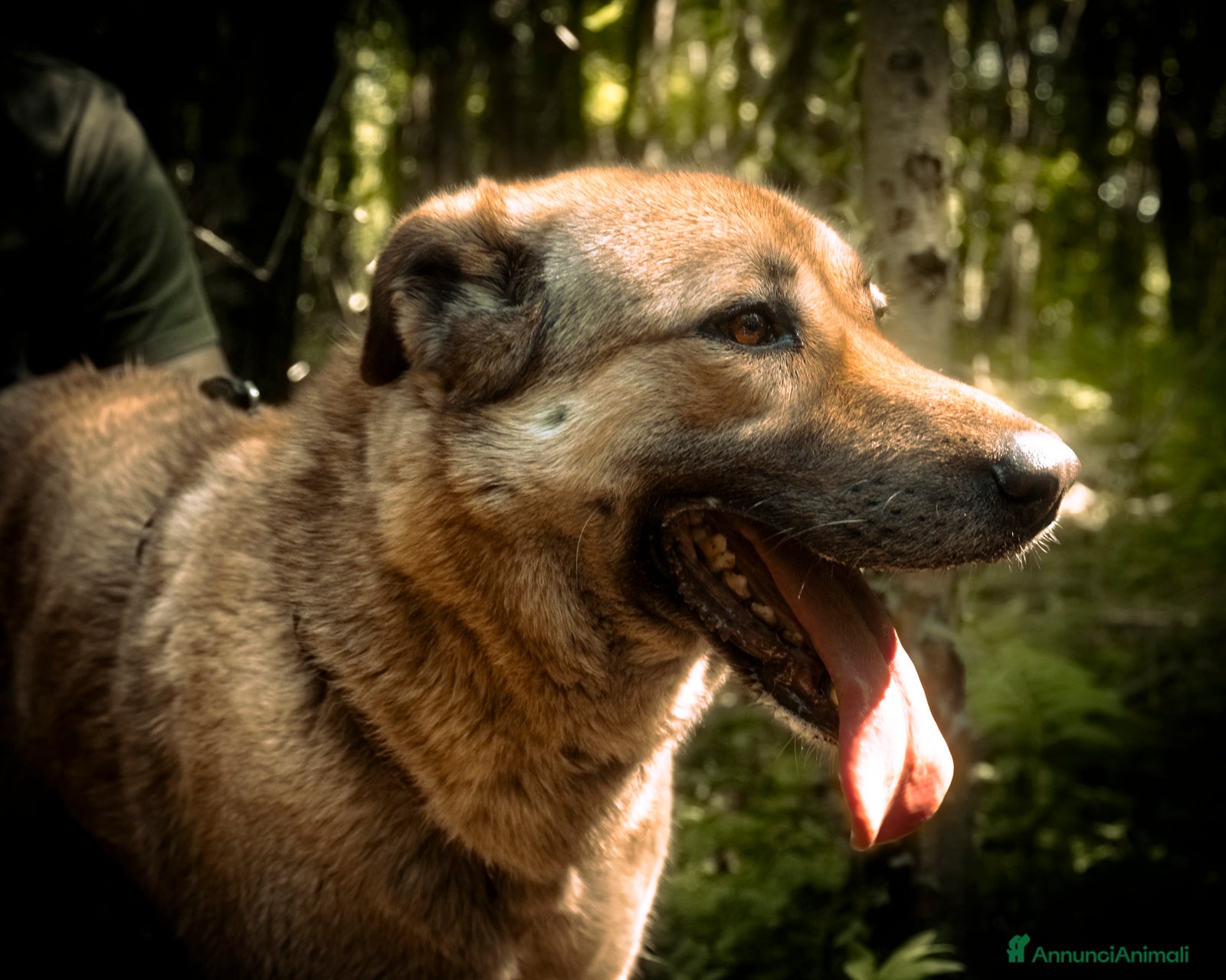Meticcio cani in regalo: Whisky, un tenerissimo meticcio  - Annuncio 4