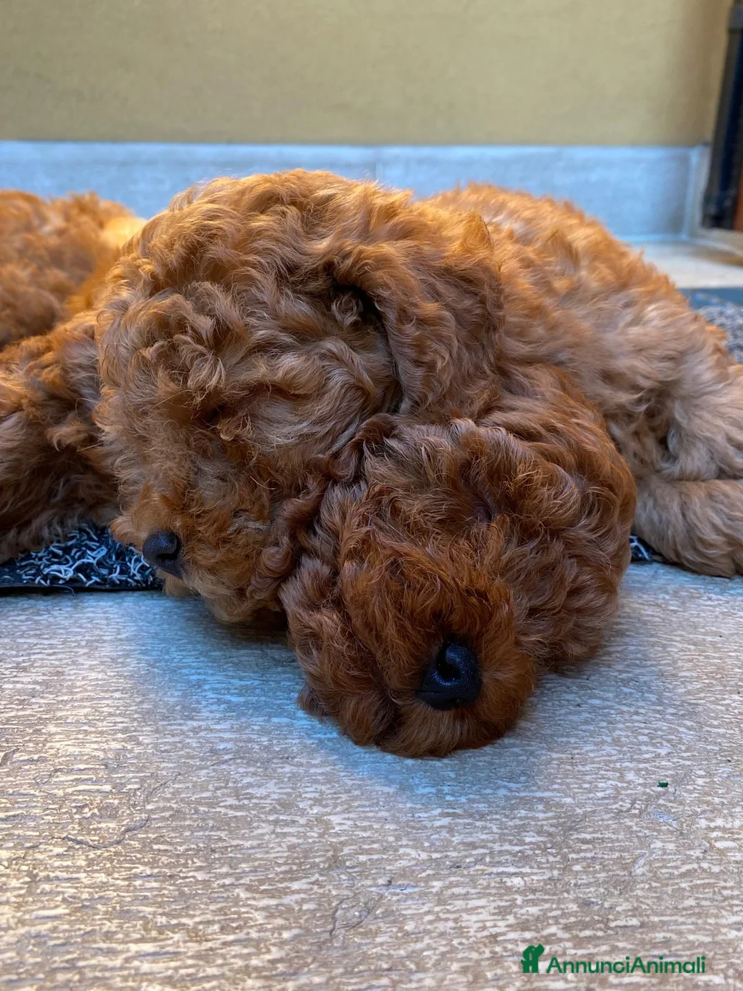 Barboncino cani in vendita: Barboncino pedigree ENCI  - Annuncio 3