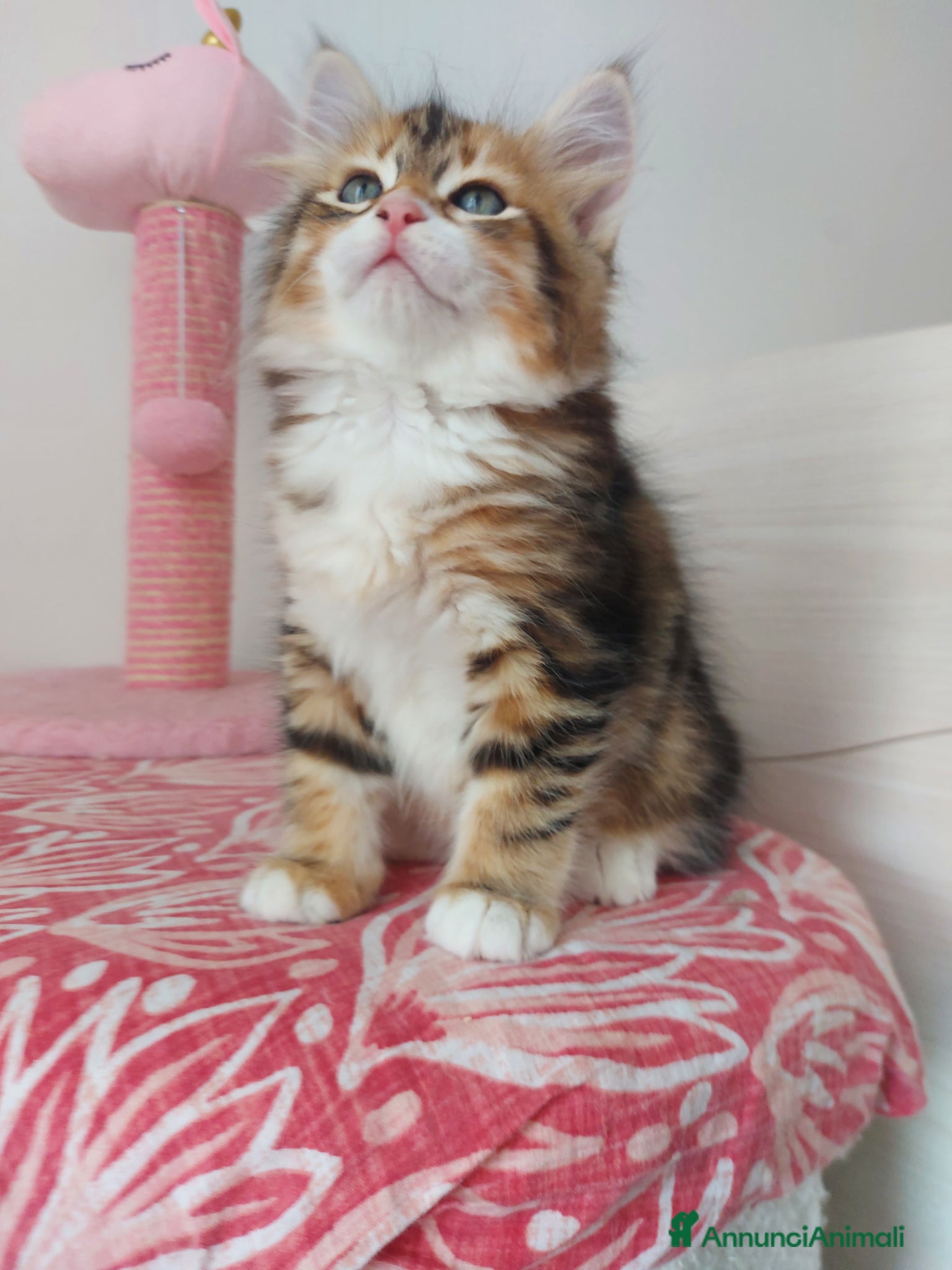 Siberiano gatti Cucciolo Siberiano Certificato  - Annuncio 23