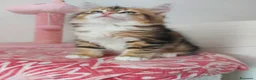 Siberiano gatti in vendita: Cucciolo Siberiano Certificato  - Annuncio 1