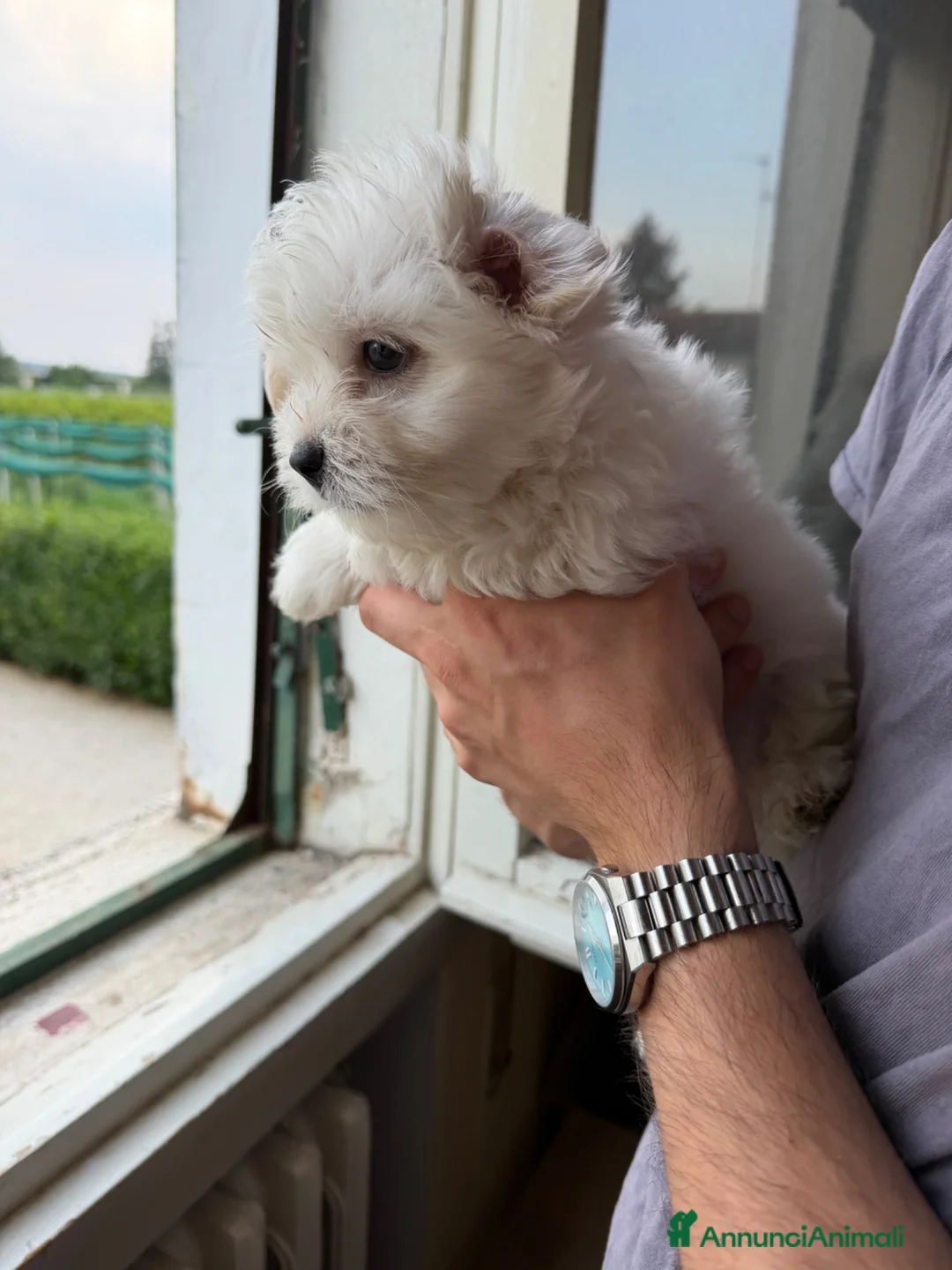 Maltese cani in vendita: cuccioli cani maltesi a Provincia di Ravenna - Annuncio 1